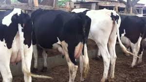 Black and white dairy cows standing in a livestock facility, representing dairy livestock management.