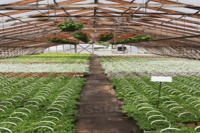 Chlorine dioxide treatment for horticulture and greenhouse industry