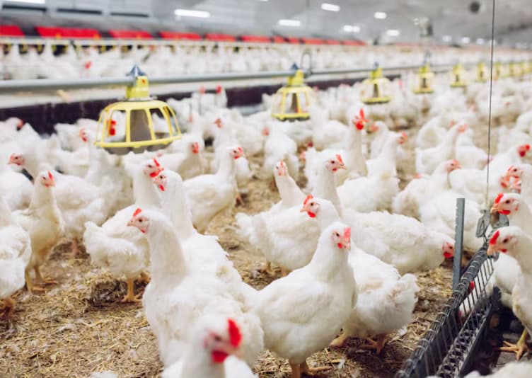 Chlorine dioxide for poultry farms