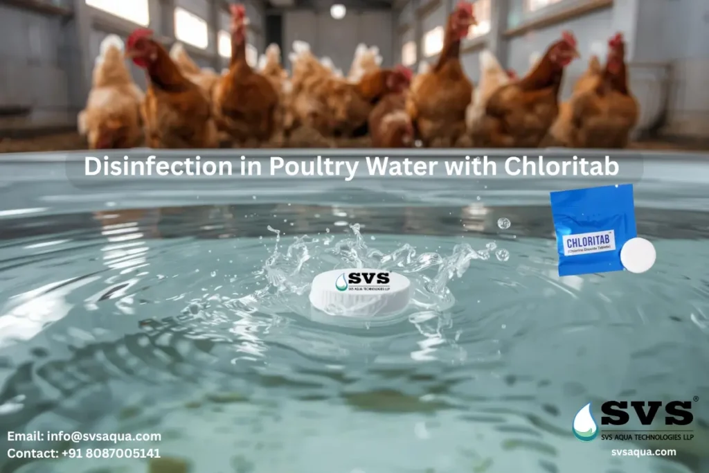Poultry farm water disinfection process using Chloritab