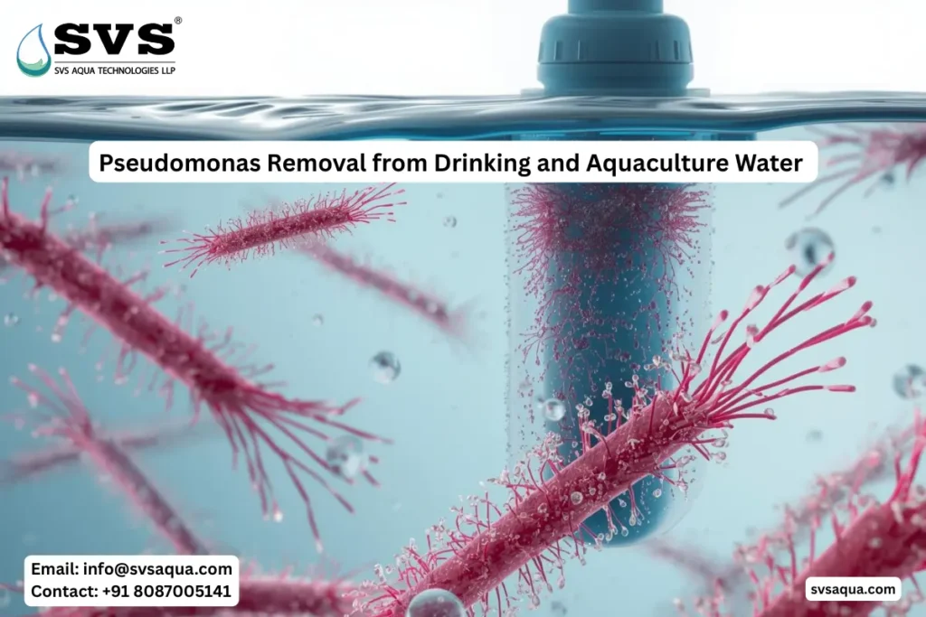 Pseudomonas removal process in water treatment