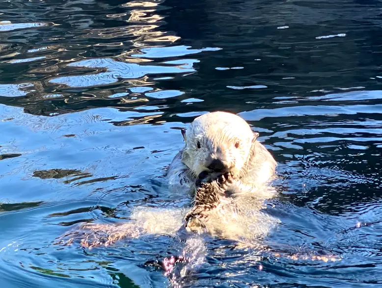 seal in water